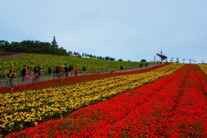 Flower_Field_OCT_East